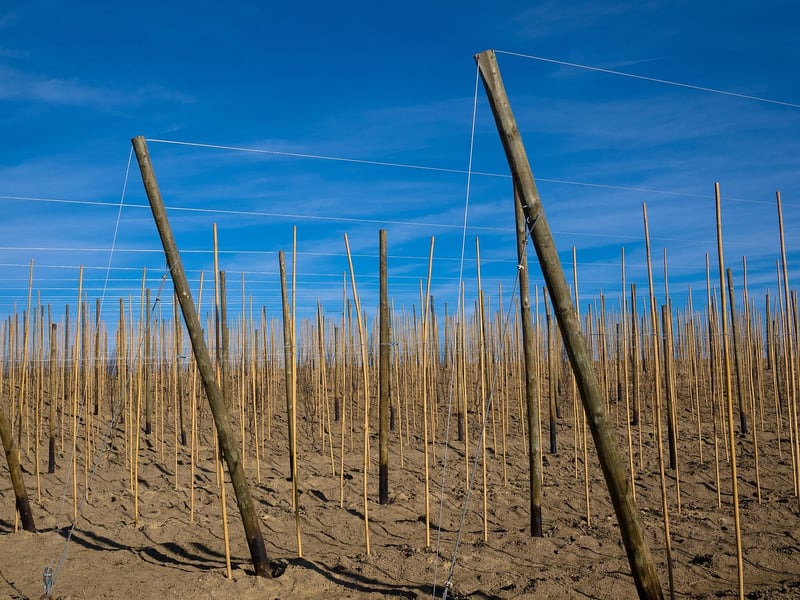 Wand-Made Trellises