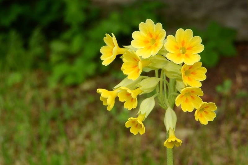 Evening Primrose