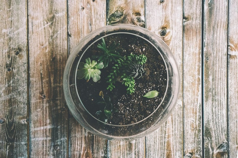 Fairy Light Terrariums